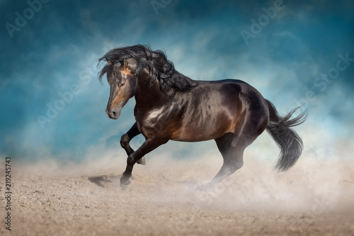 Bay horse with long mane run fast in desert dust against blue background