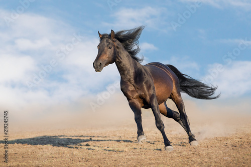 Bay horse with long mane run fast in desert dust