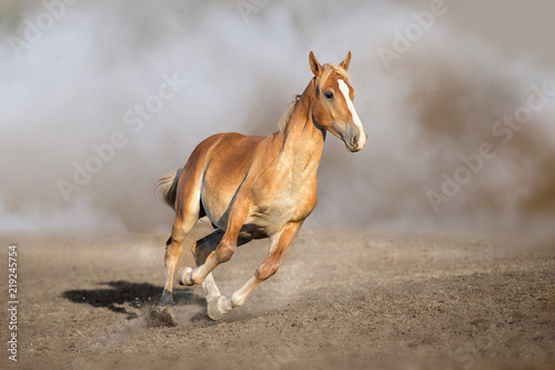 Palomino horse free run in sandy dust