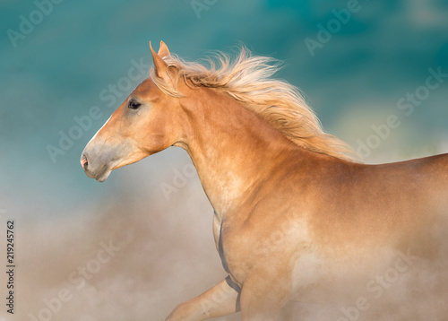 Cremello horse portrait in motion against blue sky