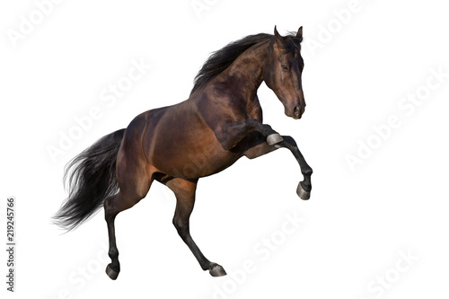 Dark stallion rearing up isolated on white background © kwadrat70