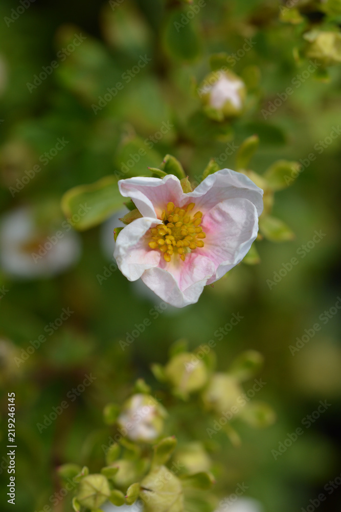 Shrubby Cinquefoil Danny Boy Shrubby Cinquefoil Danny Boy