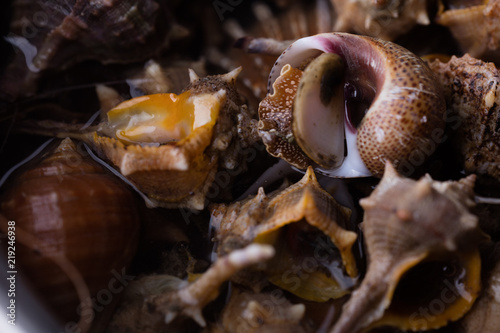 Fototapeta Naklejka Na Ścianę i Meble -  Sea snail,close up