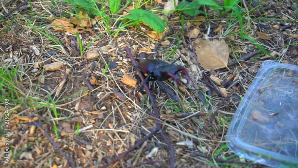 A beetle deer in the park on the earth. A beautiful beetle crawls along earth. A beetle deer in the park on the earth. A beautiful beetle crawls along earth.