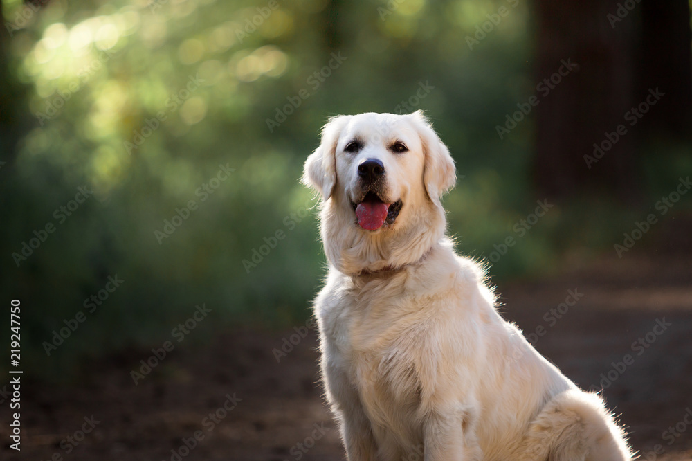Beautiful dog breed Golden retriever in a green forest