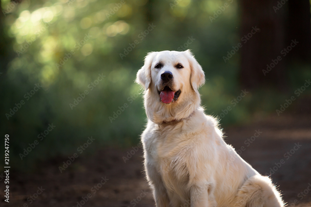 Beautiful dog breed Golden retriever in a green forest Beautiful dog breed Golden retriever in a green forest