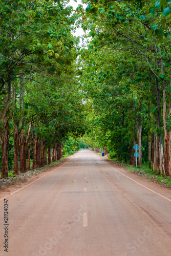 Teak tree forest with rural road peace scene