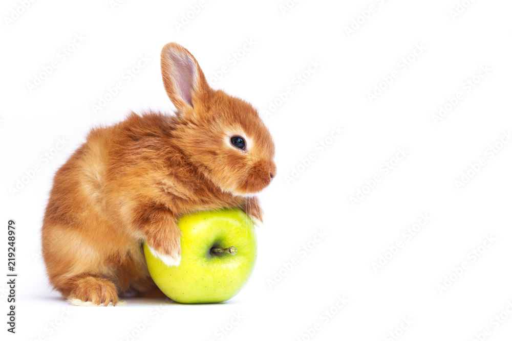 Fototapeta premium królik i marchewka 5