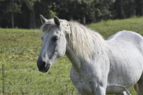 White horse in gray speck