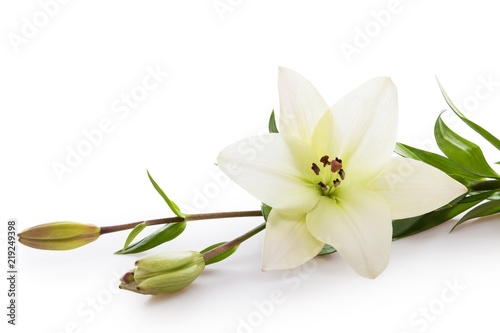 white lily flower photo