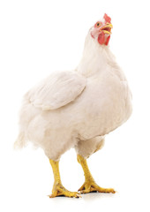Fotobehang Kip Grote witte hen in close-up  © voren1