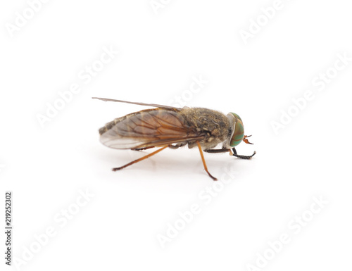 Large brown gadfly. © voren1