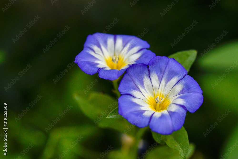 Garden Flowers Garden Flowers