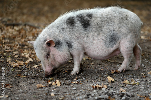 Full body of black-white pig breed Vietnamese Pot-bellied