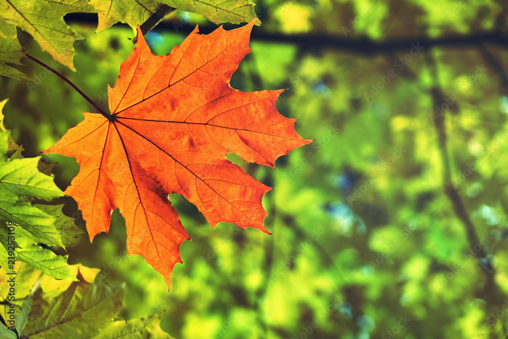 Autumn red maple leaf on the tree branch. Bottom view Autumn red maple leaf on the tree branch. Bottom view