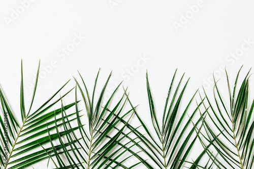 top view of green palm leaves arranged on white backdrop