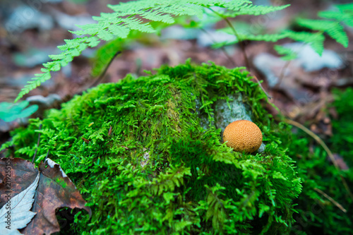 Fungus Growing On Moist Mossy Floor Of Ancient Old Growth Forest