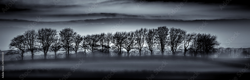 Tree Silhouettes in Mist, Cornwall - obrazy, fototapety, plakaty 