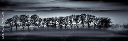 Tree Silhouettes in Mist, Cornwall