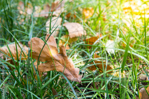 Autumn oak leaf in a green grass on sunny day
