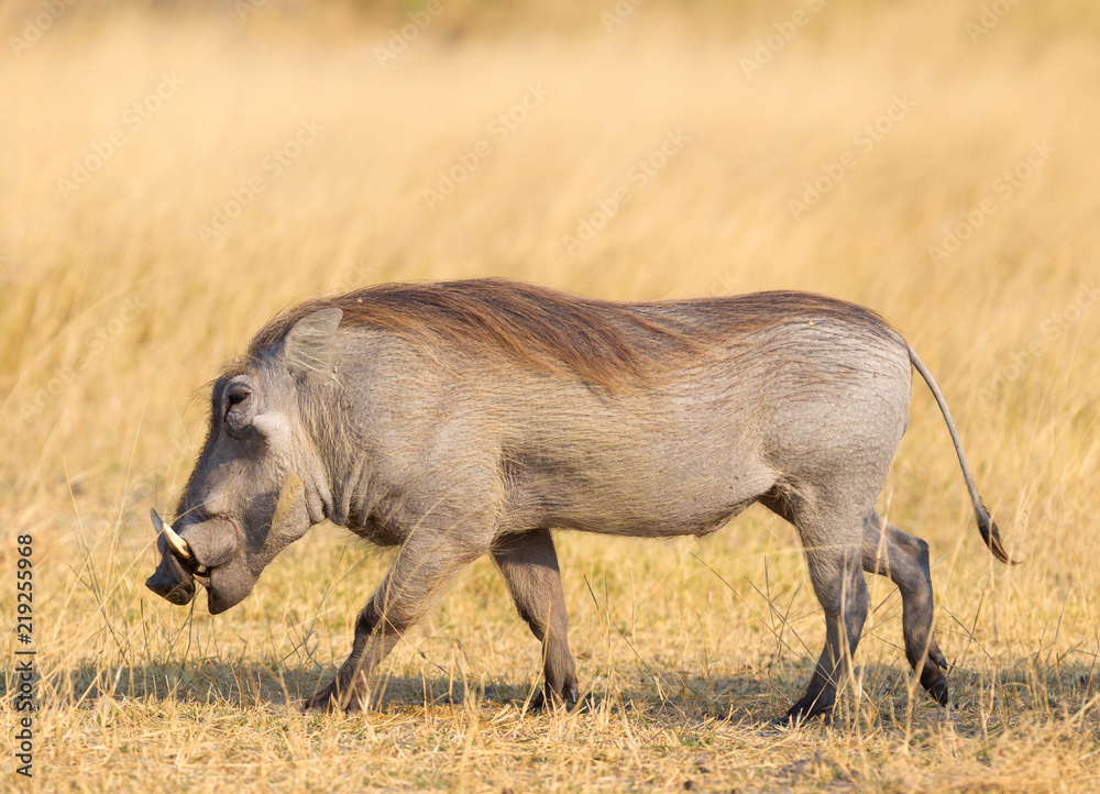 Warthog walking in the evening sun Warthog walking in the evening sun