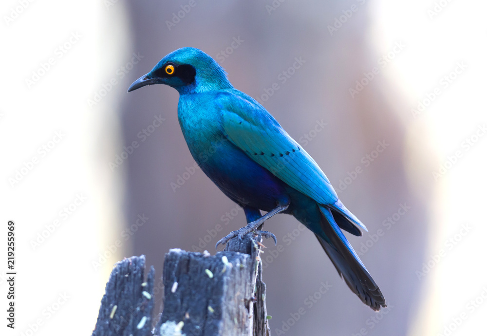 Obraz premium Cape Glossy Starling (Lamprotornis nitens)