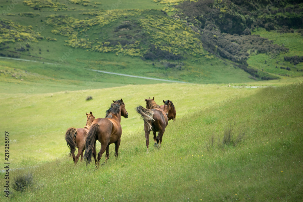 Four Wild horses running in the Kaimanawa mountain ranges, Central Plateau, New Zealand Four Wild horses running in the Kaimanawa mountain ranges, Central Plateau, New Zealand