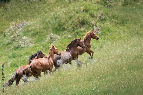 Four wild horses running in the Kaimanawa mountain ranges in central plateau © Janice