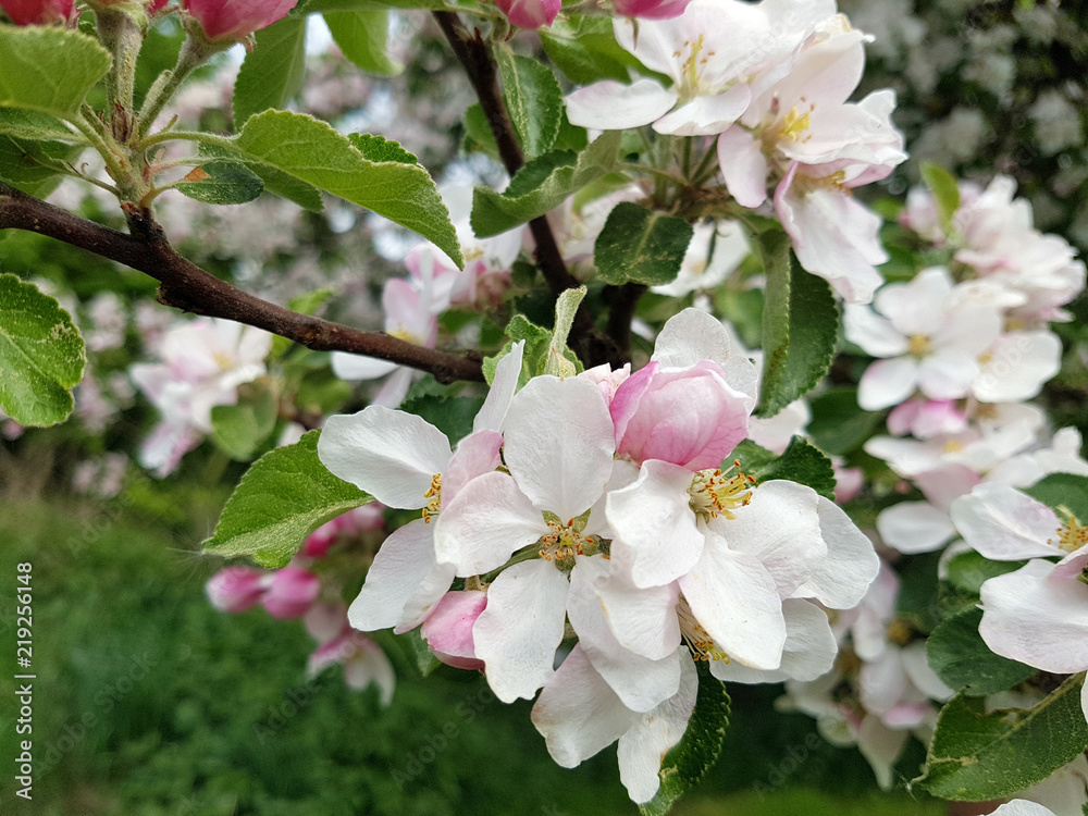 Apfelbaumbluete, Malus, domestica