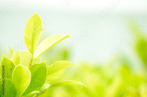 Closeup nature green leaf blurred and natural plants branch in garden at summer under sunlight concept design wallpaper view background with copy space add text.