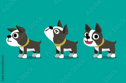 Set of vector cartoon character boston terrier dog poses for design.