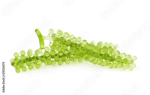  Sea grapes ( green caviar ) seaweed on white background photo