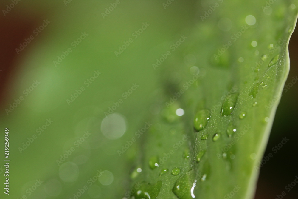 water drops on a leaf of Peace lily 