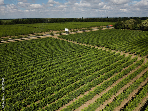 Aerial top view from drone to vineyard