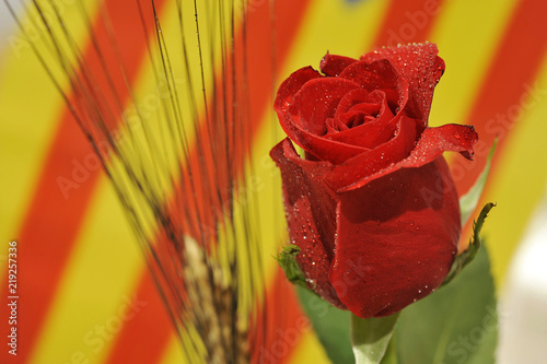 Fototapeta Naklejka Na Ścianę i Meble -  Rosa de Sant Jordi