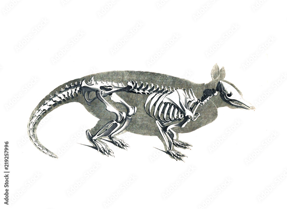 Naklejka premium The skeleton of the animal