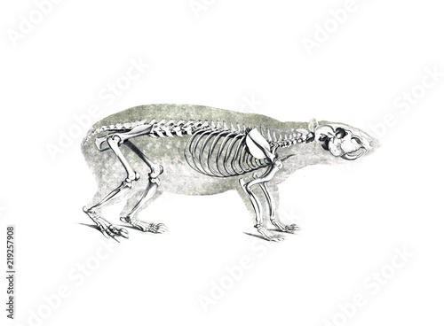 The skeleton of the animal © ruskpp