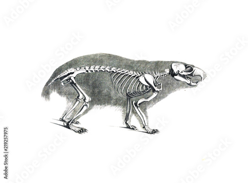 The skeleton of the animal