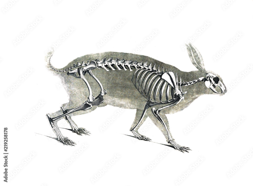 Obraz premium Szkielet zwierzęcia
