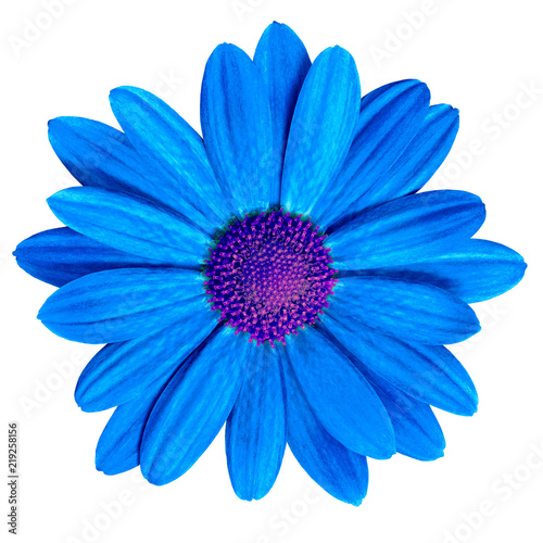 flower royal blue  purple daisy isolated on white background. Close-up. Element of design.