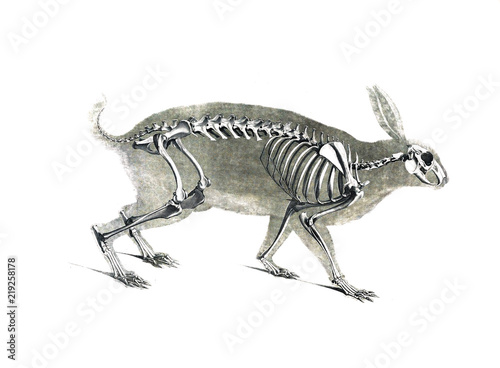 The skeleton of the animal