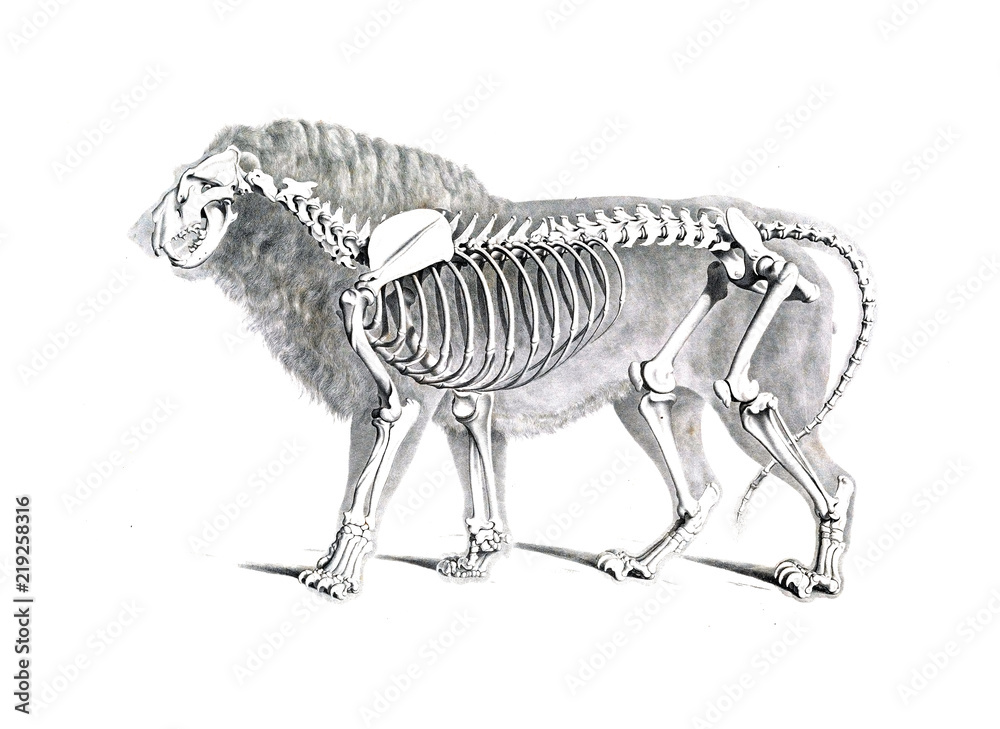 Obraz premium The skeleton of the animal