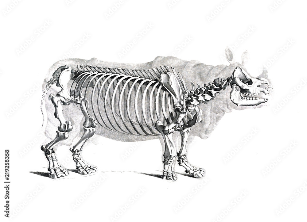 Fototapeta premium Szkielet zwierzęcia