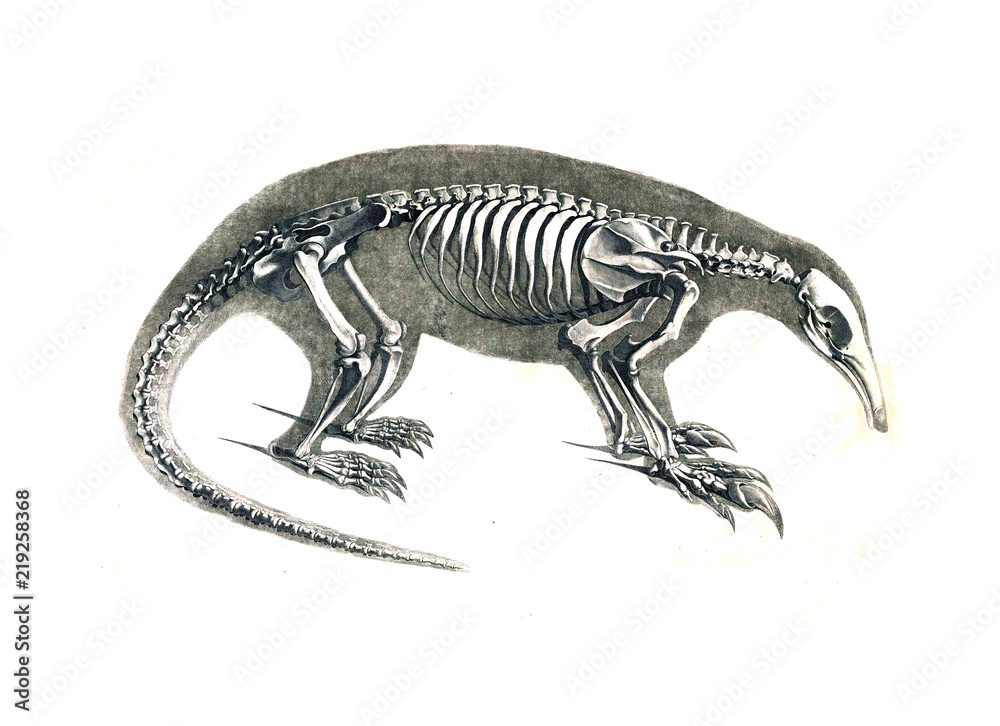 Fototapeta premium The skeleton of the animal