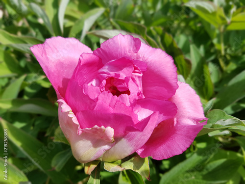 Strauchpfingstrose, Pfingstrose, Paeonia, suffruticosa photo