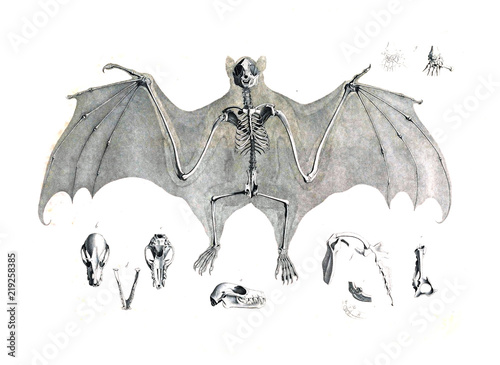 The skeleton of the animal