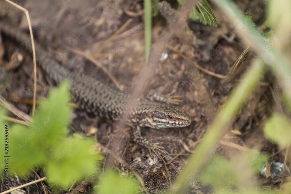 Fototapeta premium Lézard des murailles
