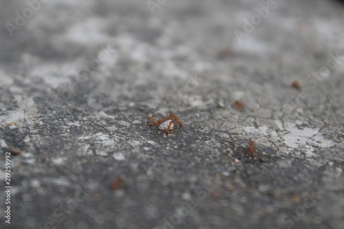 ant warriors bring food