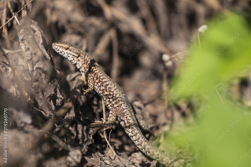 Obraz premium Lézard des murailles