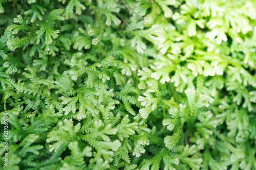 Spike Moss and light for background.